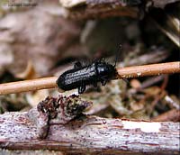 Dasytidae Enicopus hirtus