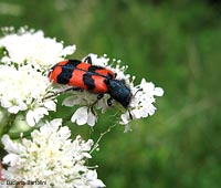 trichodes sp.