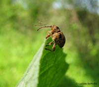 Curculio sp.