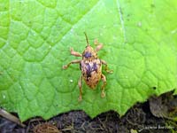 Curculio elephas
