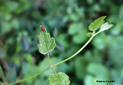 Piccolo curculionide