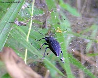 curculionide Otiorhynchus