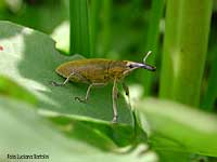 Curculionide lixus sp.
