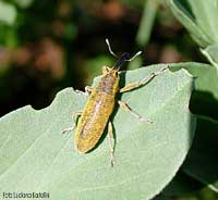 Lixus sp. 