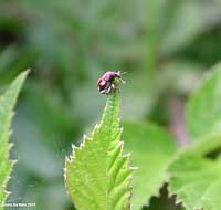Tychius quinquepunctatus