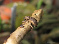 curculionide Hypera zoilus
