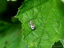 Pseudomyllocerus neapolitanus