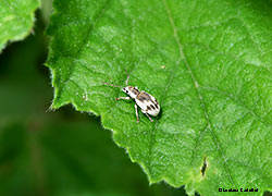 Pseudomyllocerus neapolitanus