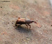 Sitophilus oryzae