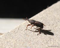 Sitophilus oryzae - punteruolo