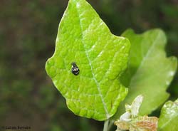 Tachyerges salicis