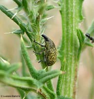 Curculionide brizzolato