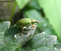Curculionide genere Phyllobius