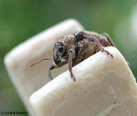 piccolo curculionide marroncino