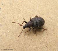 piccolo curculionide nero