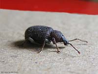 curculionide scuro