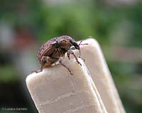 curculionide sulla molletta del bucato