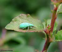 Curculionide Phyllobius di color verde