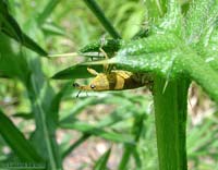 Lixus sp.