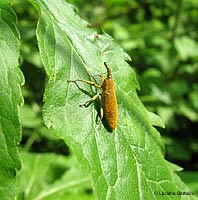Lixus sp.