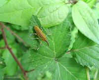 Lixus sp