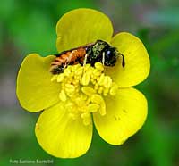 Imenottero dentro al fiore giallo di un ranuncolo