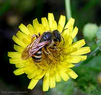 Imenottero su crespino giallo