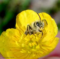 imenottero su fiore di ranuncolo imenottero su fiore di ranuncolo