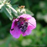 Il risveglio di due imenotteri che hanno passato la notte dentro un fiore Il risveglio di due imenotteri che hanno passato la notte dentro un fiore