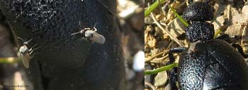 Ceratopogonidae sp. sopra il corpo del coleottero meloidae