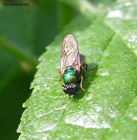 Stratiomyidae sp. dal corpo verde smeraldo