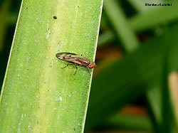 Dittero Sciomyzidae