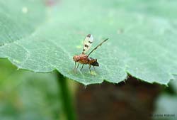 Geomyza sp. un dittero dalle ali puntinate di nero
