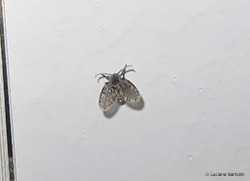 Psychodidae Clogmia albipunctata