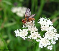 Tachinidae Ectophasia crassipennis