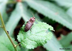 Adelocera murina