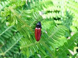 Ampedus sanguineus
