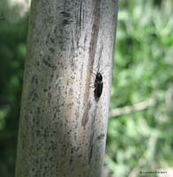 Elateridae piccolo nero