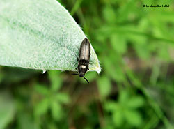 Elateridae