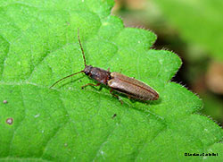Elateridae sp.