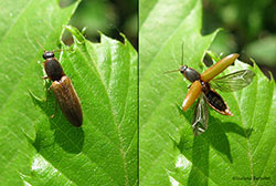 Elateridae