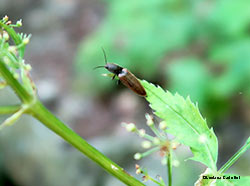 Elateridae