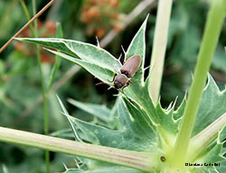 Elateridae