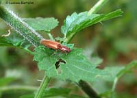 Coleottero Elateridae