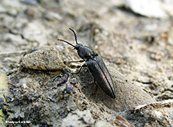 Elateridae
