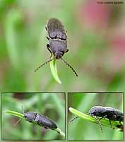Elateridae Athous haemorrhoidalis