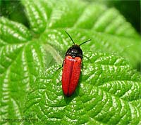 Ampedus sanguineus - Elateridae rosso