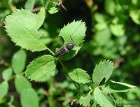 Elateridae scuro