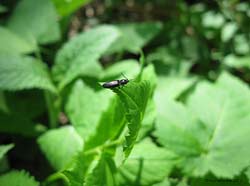piccolo Elateridae