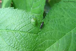 Elateridae con cassida